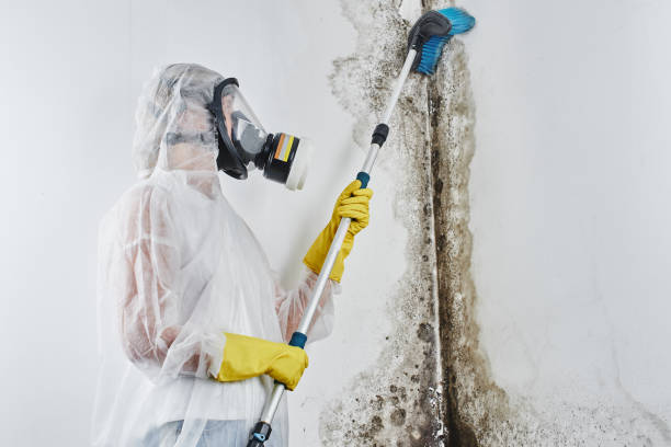 Best Emergency Mold Remediation  in Juneau, WI